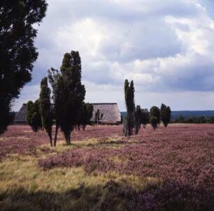 Lüneburger Heide. Schafstall im Hintergrund