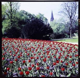 Freiburg: Tulpenbeet und Münsterturm