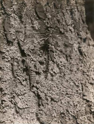 Zweigestreifte Quelljungfer (Cordulegaster annulatus), frisch geschlüpft mit Larvenhülle an Fichtenstamm