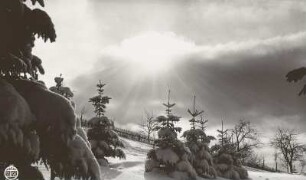 Wintermotiv am Wachberg im Gegenlicht