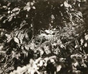 Bluthänfling (männlich, Hänfling, Flachsfink, Carduelis cannabina) am Nest