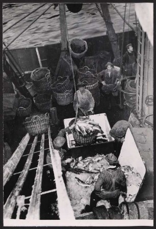 Beim Löschen des frischen Fangs am Fischereihafen Hamburg-Altona