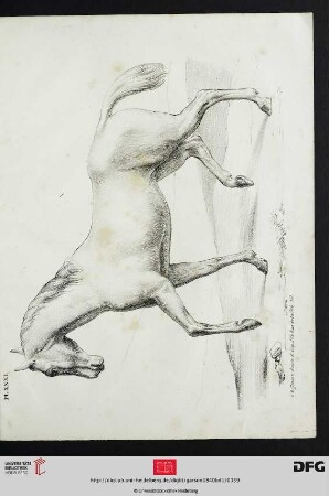 Pl. XXXI [Schreitendes Pferd (Schraffur)]