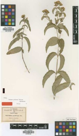Salmea grandiceps Cav.