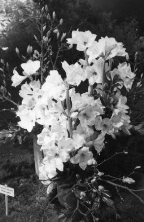 Freiburg: Stadthalle, Blumen- und Gartenausstellung, Amaryllis