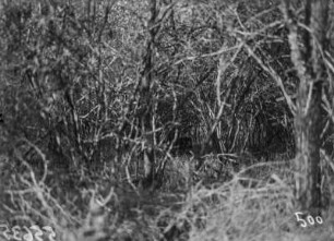 Löwe im Dickicht : Ein wohl schon älterer Löwe im Dickicht versteckt.