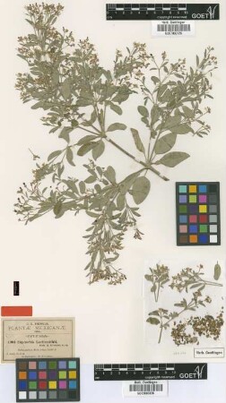 Euphorbia luciismithii B.L.Rob. & Greenm. [type]