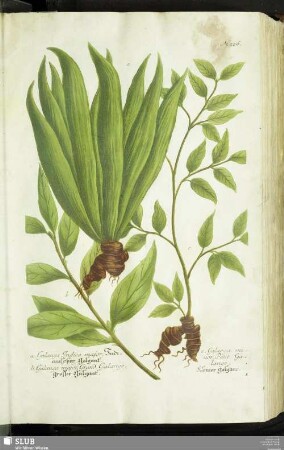 N. 526 - 550