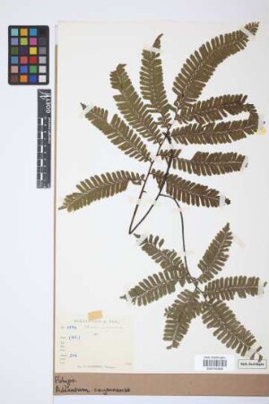 Adiantum cajennense Willd. ex Klotzsch, 1845