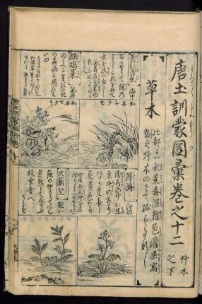 唐土訓蒙圖彙巻之十二　艸木之下