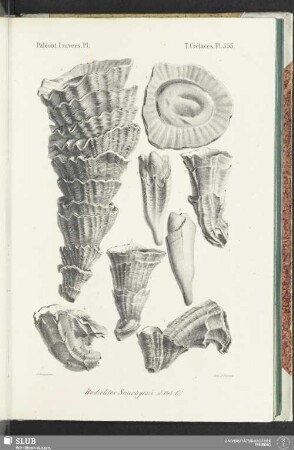 Pl. 553