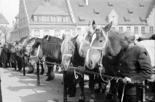 Biberach: Pferdemarkt, Reihe Pferde