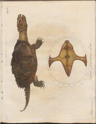 Tab. VI: Testudo serpentina Linn.