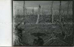 Wald von Apremont