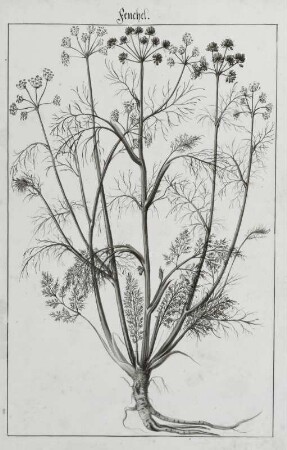 Fenchel, Seite 281