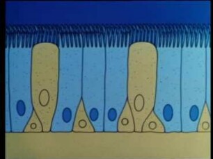 The Mucociliary Clearance of the Upper Respiratory Tract