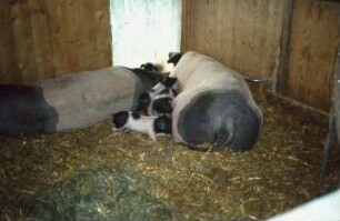 Zuchtsauen im Familienstall
