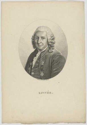 Bildnis des Linné