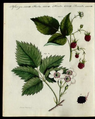 Himbeeren und Brombeeren.