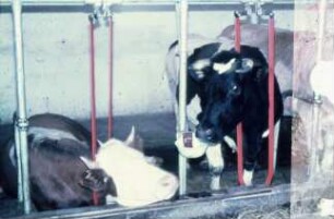 Fotografie: Anbindestall, Milchviehhaltung, Anbindevorrichtung, Tränkebecken