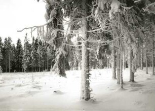 Osterzgebirge. Fichtenhochwald westlich von Altenberg