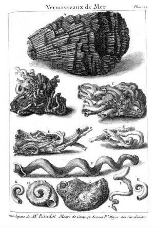 Plan. 29. Vermisseaux de Mer