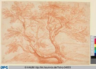 Baum vor Wiesen