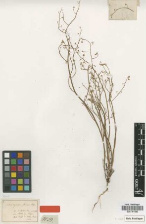 Trachymene stricta Bunge [type]