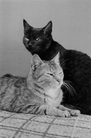zwei Katzen