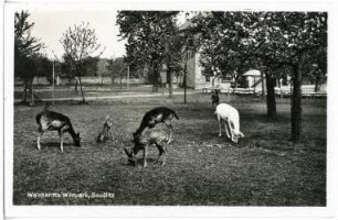 Seußlitz. Weinhards Wildpark, Hirsche