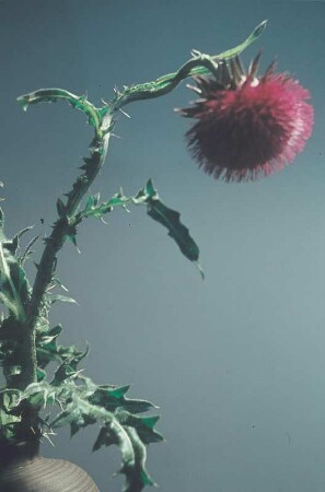 Rote Distel
