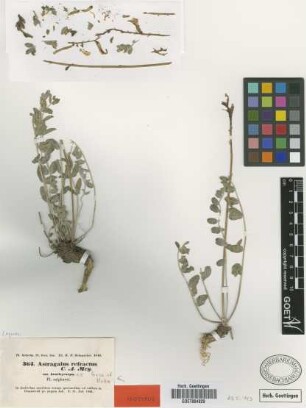 Astragalus refractus C.A.Mey. var. Boiss. & Hohen. brachycarpus[isotype]