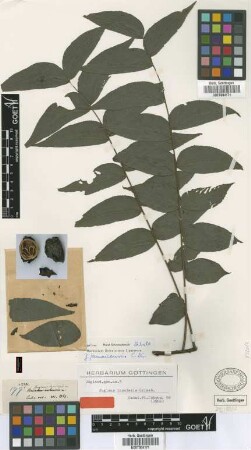 Juglans insularis Griseb. [type]