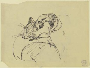 Katze