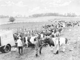 Tierärztin Dr. Krause besucht mit ihrer Veterinärhelferin einen Weidenmelkstand des VEG Tierzucht Herzberg-Woeten