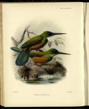 Galbula Viridis. [bis] Galbula Chalcothorax.