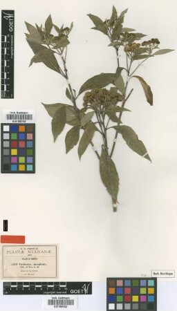 Verbesina oncophora B.L.Rob. & Seaton [type]
