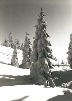 Osterzgebirge. Verschneite Fichten auf dem Kahleberg