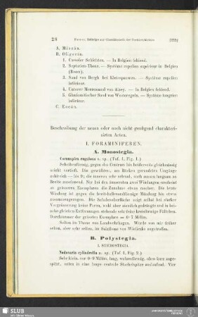 Beschreibung der neuen oder noch nicht genügend charakterisirten Arten