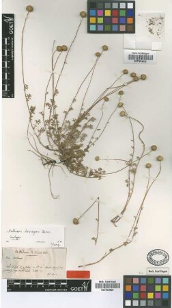 Anthemis divergens Boiss. [isotype]