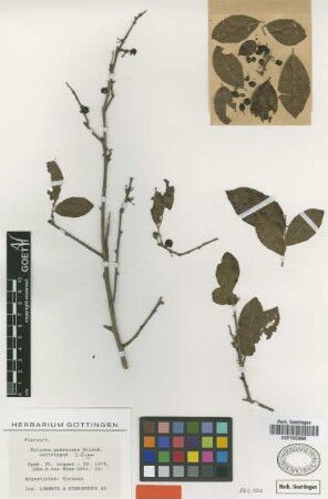 Xylosma pubescens Griseb. [lectotype]