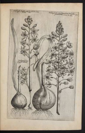 Taf. 58. [Ornithogalum]