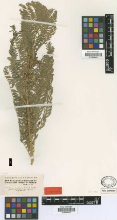Astragalus retamocarpus Boiss. & Hohen. [isotype]