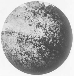 Bogheadkohle (Bertrand) : Geologie | Kohlengeologie | Das mikroskopische Bild der Kohle (Mikroskopische Kohlenpetrographie)