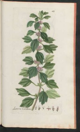 461. Leonurus Cardiaca