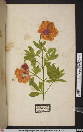 Granat=Aepffel=Baum. Punica qvae malum gran. fert.