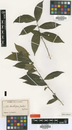 Alsodeiopsis zenkeri Engl. [syntype]