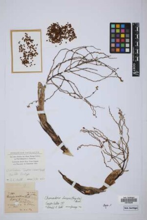 Morenia corallina H.Karst.