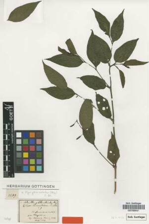 Artanthe phthinotricha Miq. [syntype]