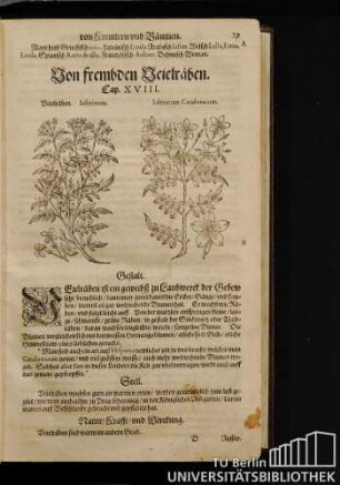 Cap. XVIII. Von fremden Veielraeben.